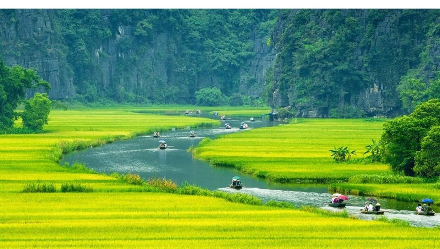Đồng lúa xanh