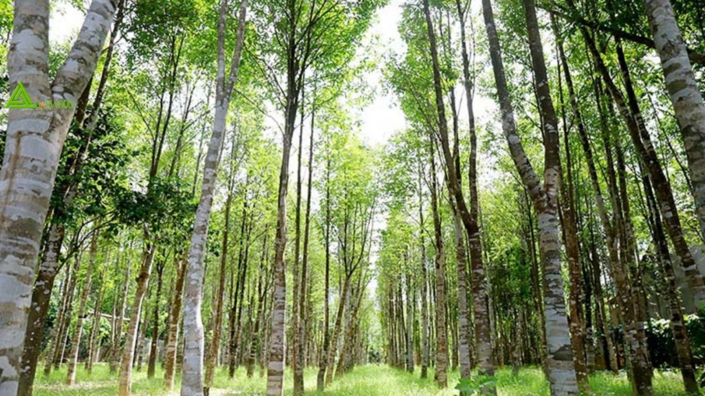 Trầm hương Khánh Hòa