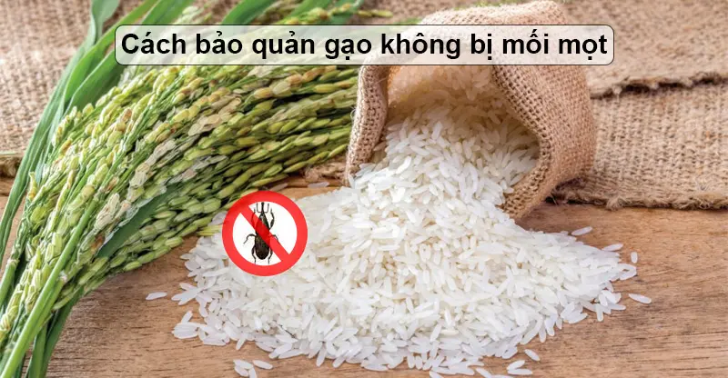 Bảo quản gạo
