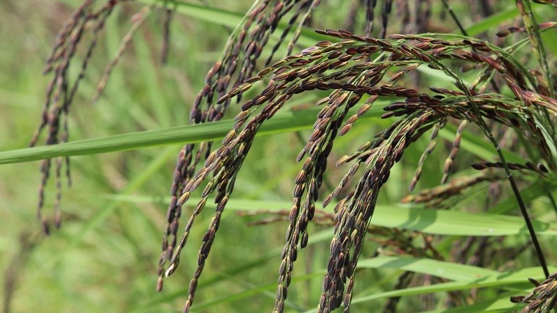 Gạo Lức Tím Than