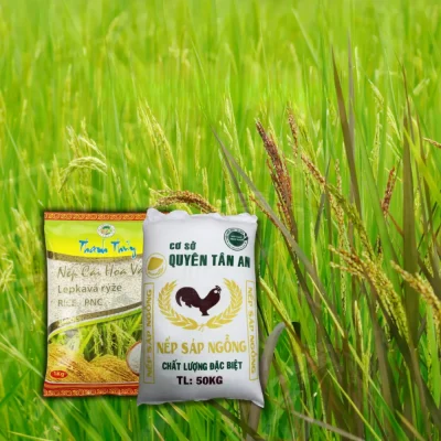 Nếp các loại