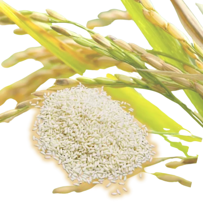 Nếp cái hoa vàng