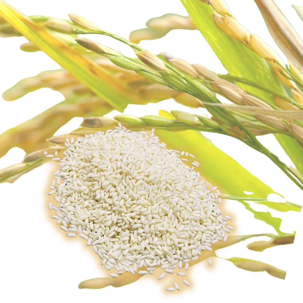 Nếp cái hoa vàng